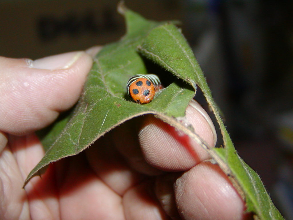 アオバセセリの幼虫